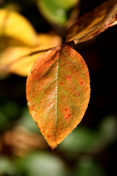Red and Green Autumn Leaf - Free High Resolution Photo