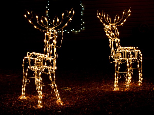 reindeer holiday lights - free high resolution photo