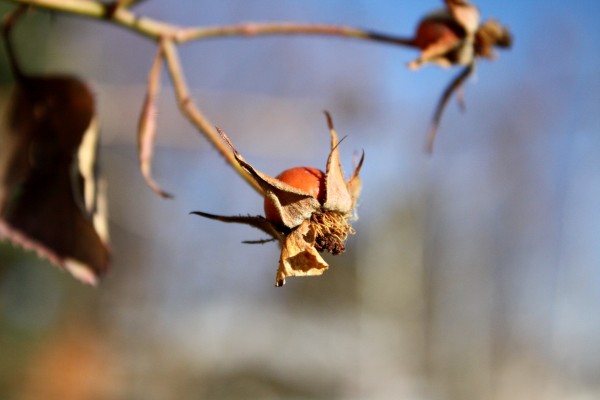 Rose Hip - Free High Resolution Photo