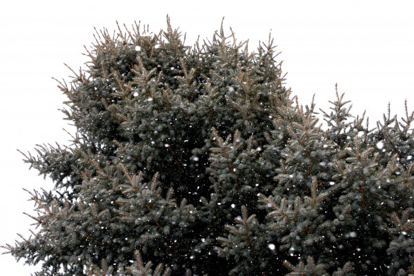 Snowflakes and Blue Spruce Tree - Free High Resolution Photo