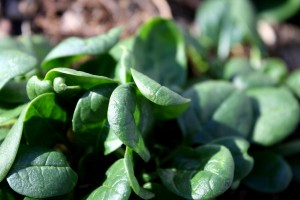 Spinach in Garden - Free High Resolution Photo