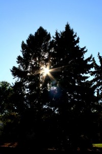 Sun Shining through pine trees - free high resolution photo