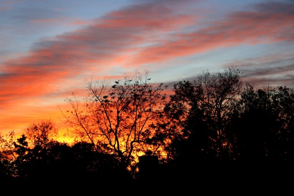 Sunset Through Trees - Free High Resolution Photo