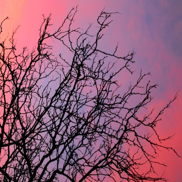 sunset through winter tree branches - free high resolution photo