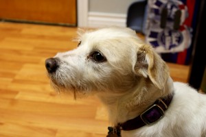 Terrier Dog - free high resolution photo
