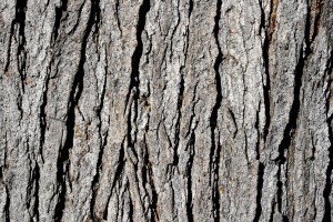 Tree Bark Texture - Free High Resolution Photo