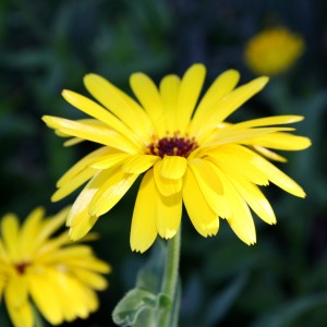 yellow flower with 3 prong petals - free high resolution photo
