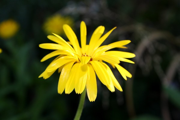 Yellow flower with thin petals - free high resolution photo