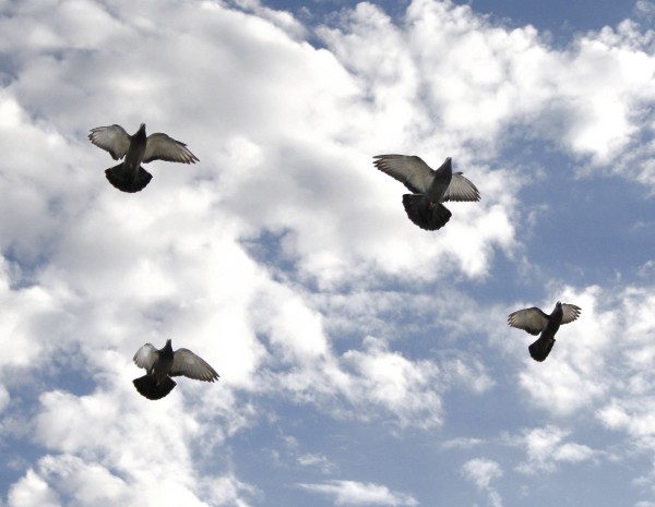 Four Pigeons in Flight - Free High Resolution Photo