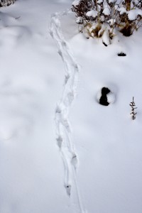 Animal Tracks in the Snow - Free High Resolution Photo