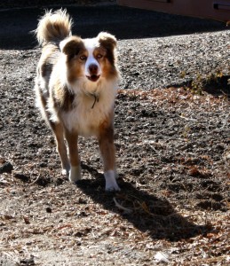 Australian Shepherd Mix Dog - Free Photo