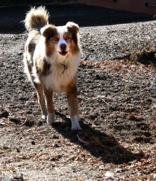Australian Shepherd Mix Dog - Free Photo Australian Shepherd Mix Dog - Free Photo