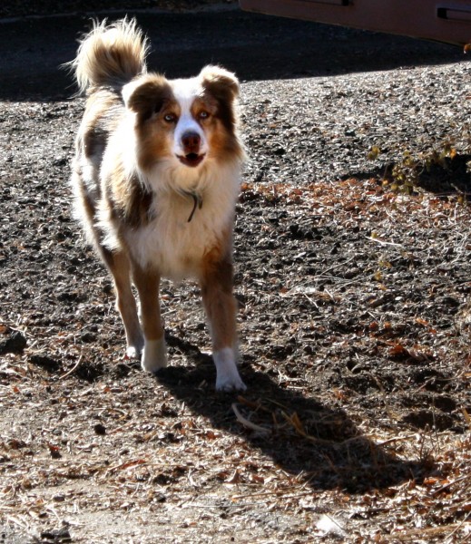 Australian Shepherd Mix Dog - Free Photo