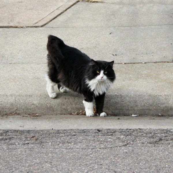 Black and White Cat on Sidewalk - Free Photo