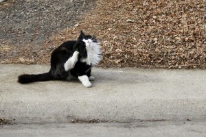 Black and White Cat Scratching his Ears - Free Photo