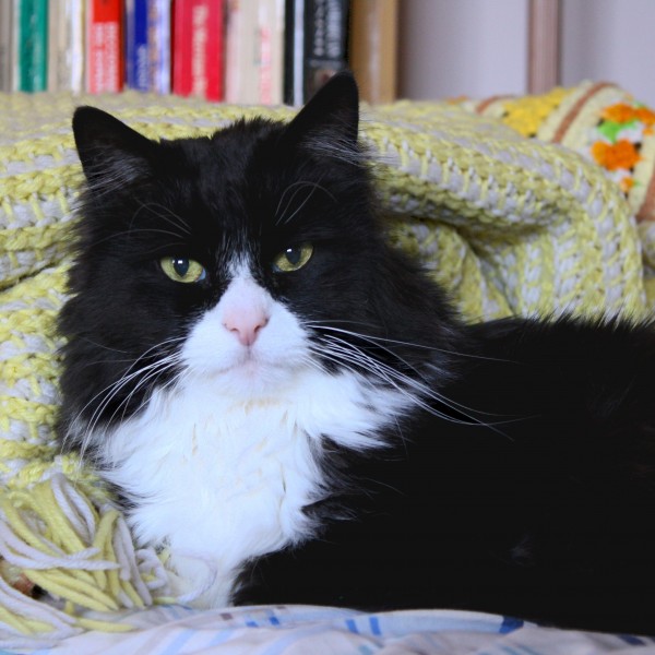 Black and White Tuxedo Cat Closeup - Free High Resolution Photo