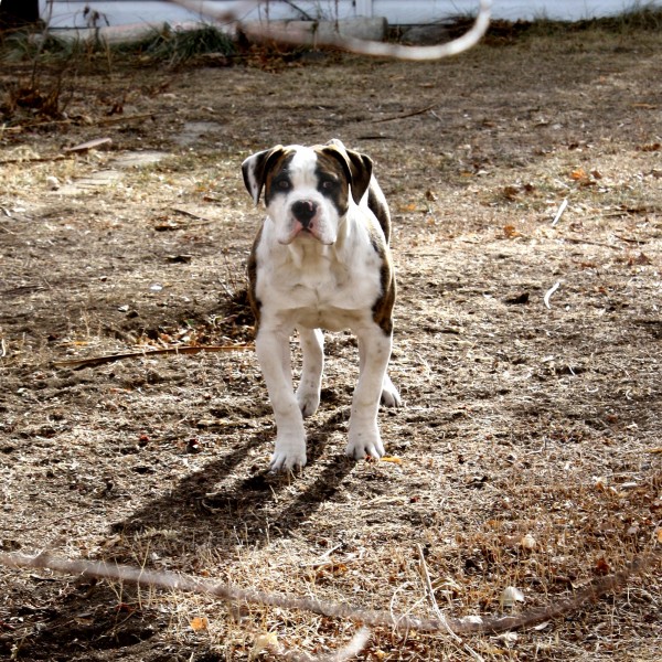 Brown and White Dog - Free High Resolution Photo