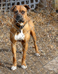 Brown Dog Behind Fence - Free Photo