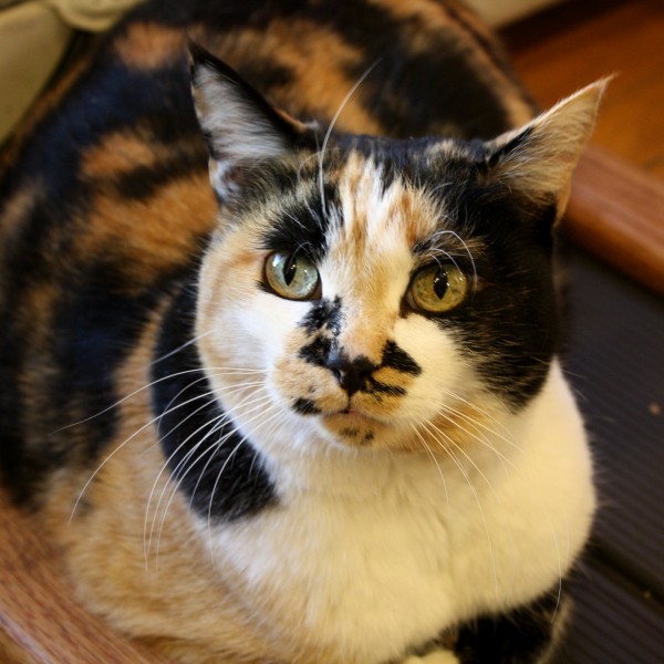 Calico Cat Closeup - Free High Resolution Photo