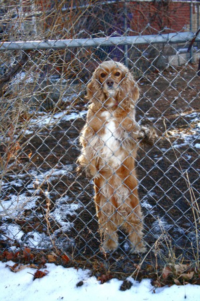 Cocker Spaniel Behind Fence - Free High Resolution Photo