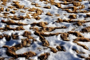 Dead Grass with Snow Texture - Free High Resolution Photo