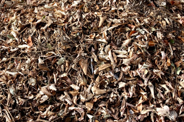 Dead Leaves and Sticks Texture - Free High Resolution Photo