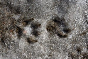 Dog Prints in Slush - Free High Resolution Photo