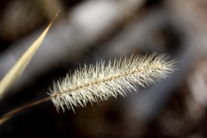 Dried Grass Seed Head - Free High Resolution Photo