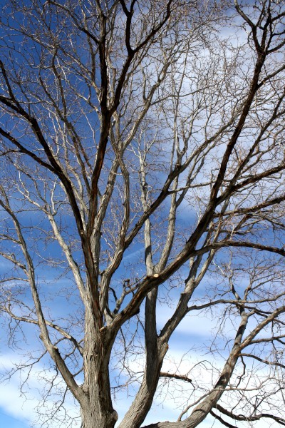 Locust Tree in Winter - Free High Resolution Photo