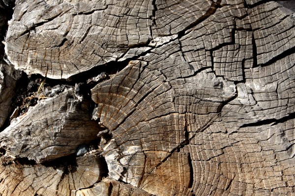 Log End Closeup Texture - Free High Resolution Photo