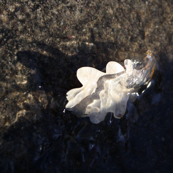 Oak Leaf in Running Water - Free High Resolution Photo