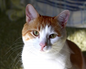 Orange and White Cat Closeup - Free High Resolution Photo