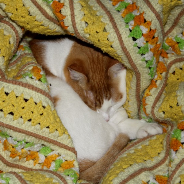Orange and White Cat Sleeping in Yellow Blanket - Free High Resolution Photo