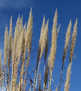 Ornamental Grass Tops - Free High Resolution Photo