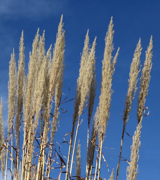 Ornamental Grass Tops - Free High Resolution Photo