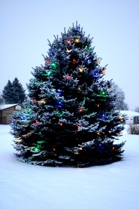 Outdoor Christmas Tree with Lights and Snow - Free High Resolution Photo