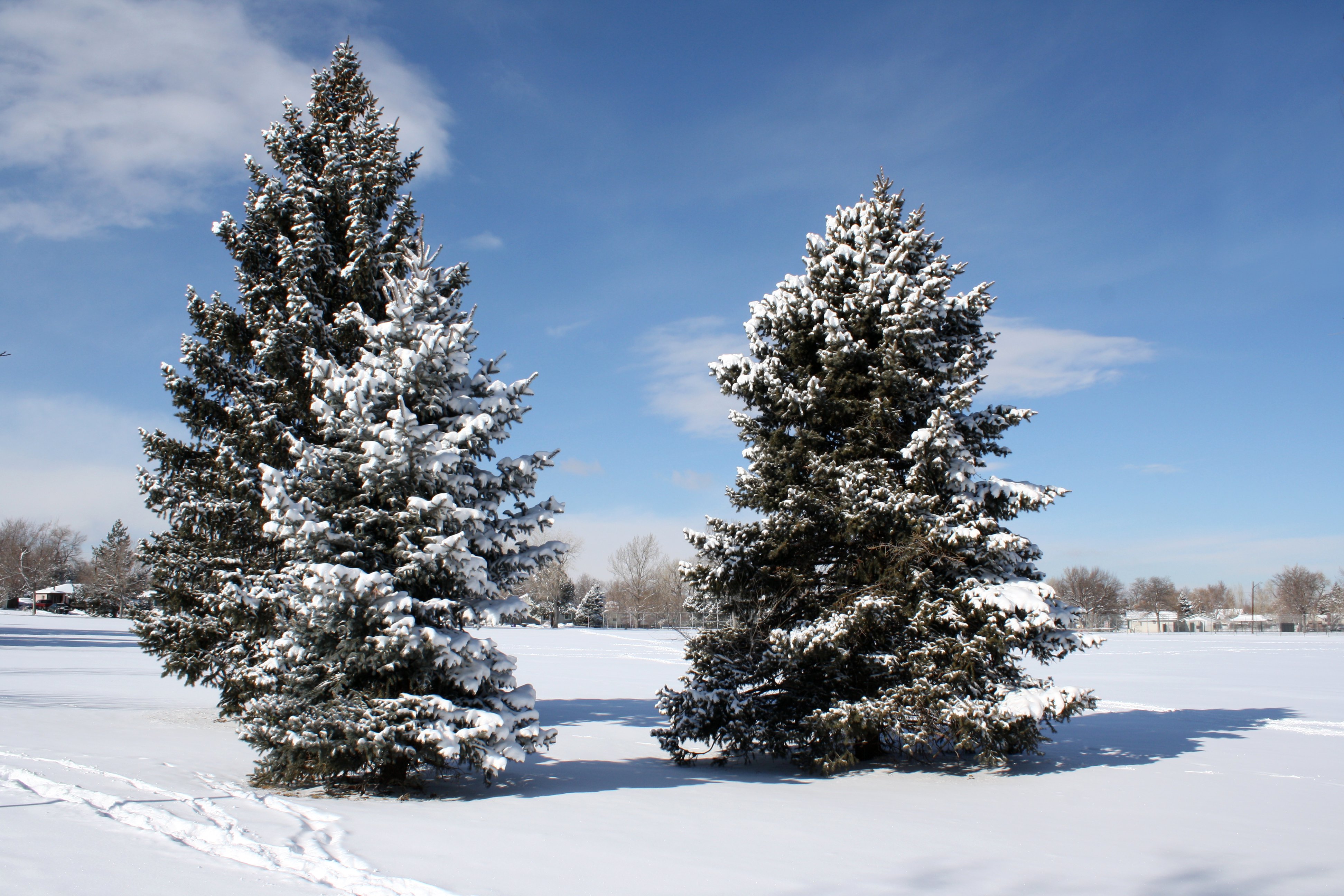 Snow covered evergreen branches, Snow on our evergreen tree…