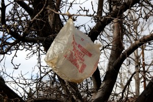 Plastic Bag in Tree - Free High Resolution Photo