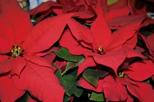 Poinsettias - Free High Resolution photo