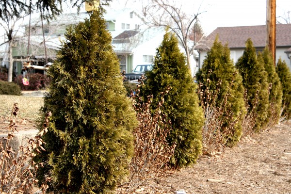 Row of Miniature Pine Trees - Free High Resolution Photo