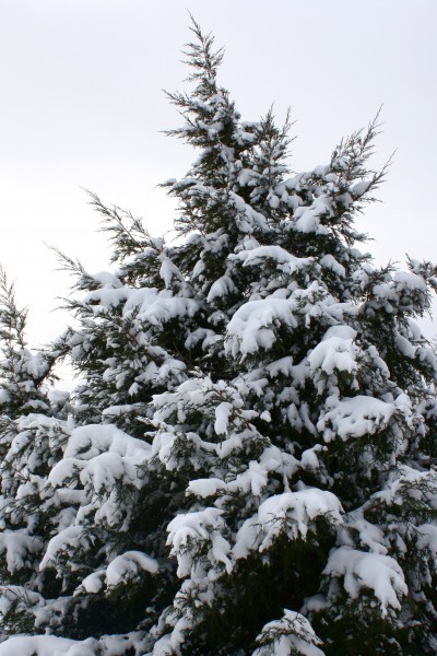 Snow Covered Evergreen Tree - Free High Resolution Photo