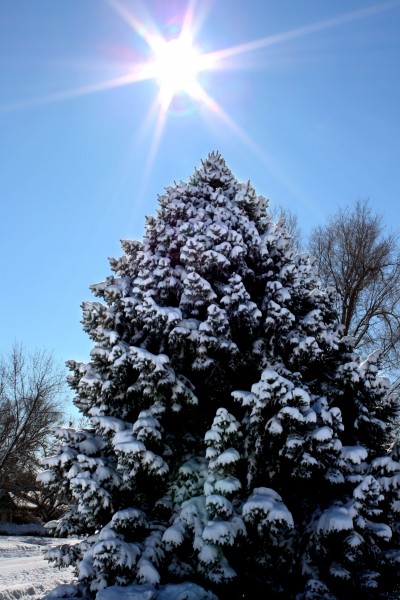 Snow Covered Pine Tree with Winter Sun - Free High Resolution Photo