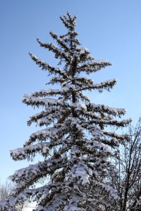 Snow on Branches of Pine Tree - Free High Resolution Photo