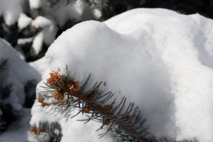 Snow on Pine Needles Closeup - Free High Resolution Photo