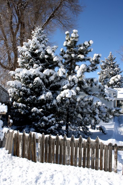 Snowy Pine Trees with Fence - Free High Resolution Photo
