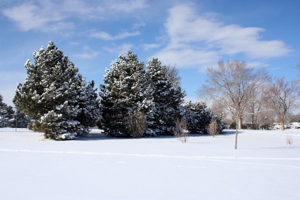 Snowy Winter Trees with Blue Sky - Free High Resolution Photo