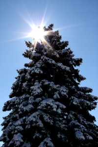 Sun Behind Snow Covered Pine Tree - Free High Resolution Photo