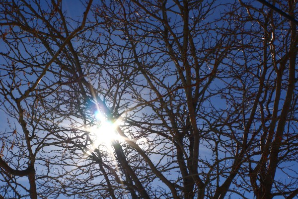 Sun Through Winter Tree Branches - Free High Resolution Photo