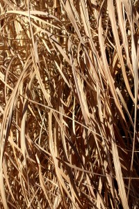 Tall Dead Reed Grass Texture - Free High Resolution Photo