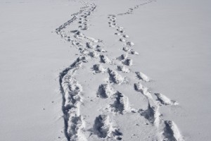 Trails in the Snow - Free High Resolution Photo